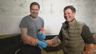 Bernard O'Shea and John Fagan - Birthing a lamb | The Late Late Show | RTÉ One video