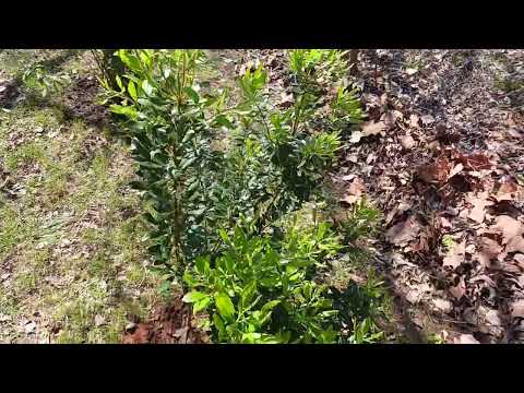 Southern wax myrtle update