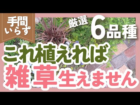 門 ノディフローラ グランド カバー 花、庭の植物