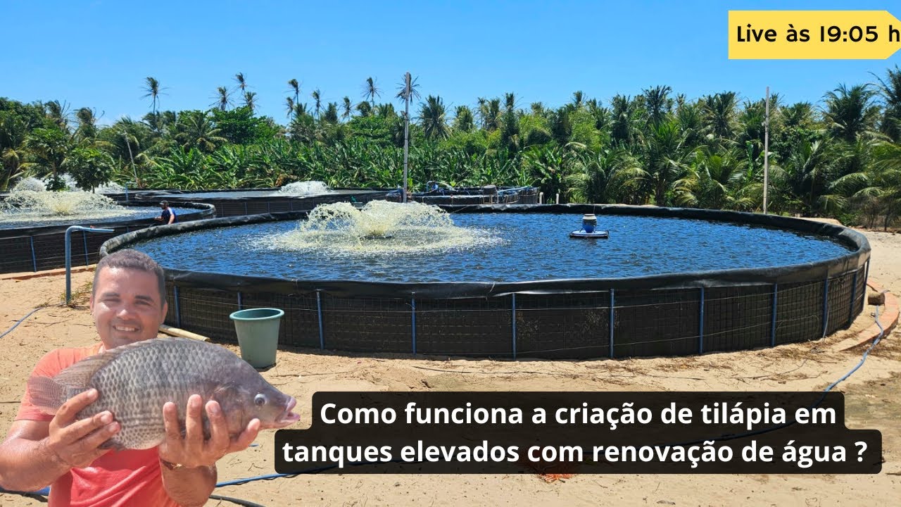 Como funciona a criação de tilápia em tanques elevados com renovação de água ?