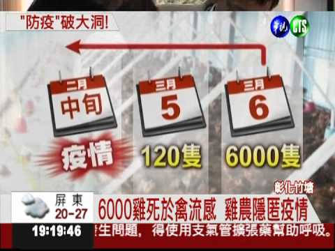 竹塘病死雞"失蹤" 撲殺剩餘活雞