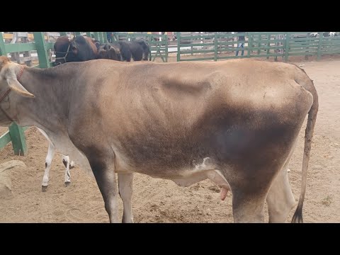 FEIRA DO GADO DE VENTUROSA - PE 09/12/2025