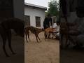 Greyhound Breeding Shorts Dog Greyhound