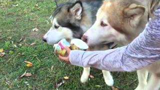 Malamutes love the ice cream truck