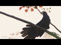 Asian Koel Calling