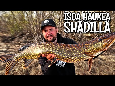 SUURHAUEN KALASTUS - HAUKIPIHVIT JA PERUNAMUUSI