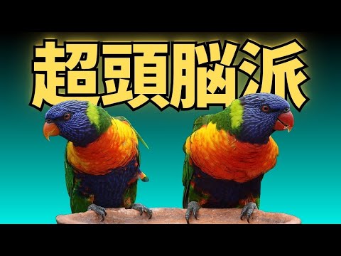 なぜコマドリを庭に呼び寄せることが次の目標なのでしょうか?この社交的な鳥はどのような象徴性を持っているのでしょうか？  庭園