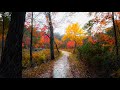 Rainy Autumn Forest Walk 🌧️🍂 - New England (4K) | Binaural Audio (Rain Sounds for Sleep & Study)