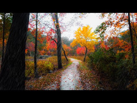 Rainy Autumn Forest Walk 🌧️🍂 - New England (4K) | Binaural Audio (Rain Sounds for Sleep & Study)