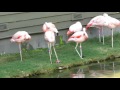 Found In Chile Argentina Chilean Flamingos Lay 1 Egg Each Year Alligator Adventure