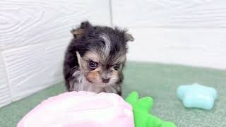 ハーフ犬の動画01