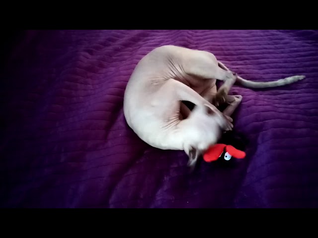 Игрушка для кошек со звуковым чипом
