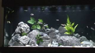 Malawi African Cichlid Tank With Sump Week One 22-12-11