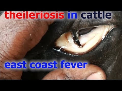 , title : 'theileriosis in cattle  how it cause anemia  and deaths how vet treated &saved,prevention/tick fever'