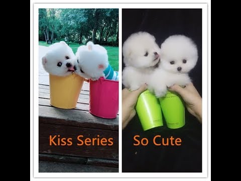 Kiss Series Of Cute Dogs, So Lovely  --  Cute Series