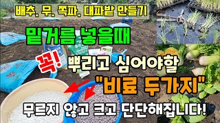 배추.무.쪽파.대파밭 만들때 밑거름으로 꼭 뿌리고 심어야할 비료2가지 무르지 않고 크고 단단해집니다 #가을배…