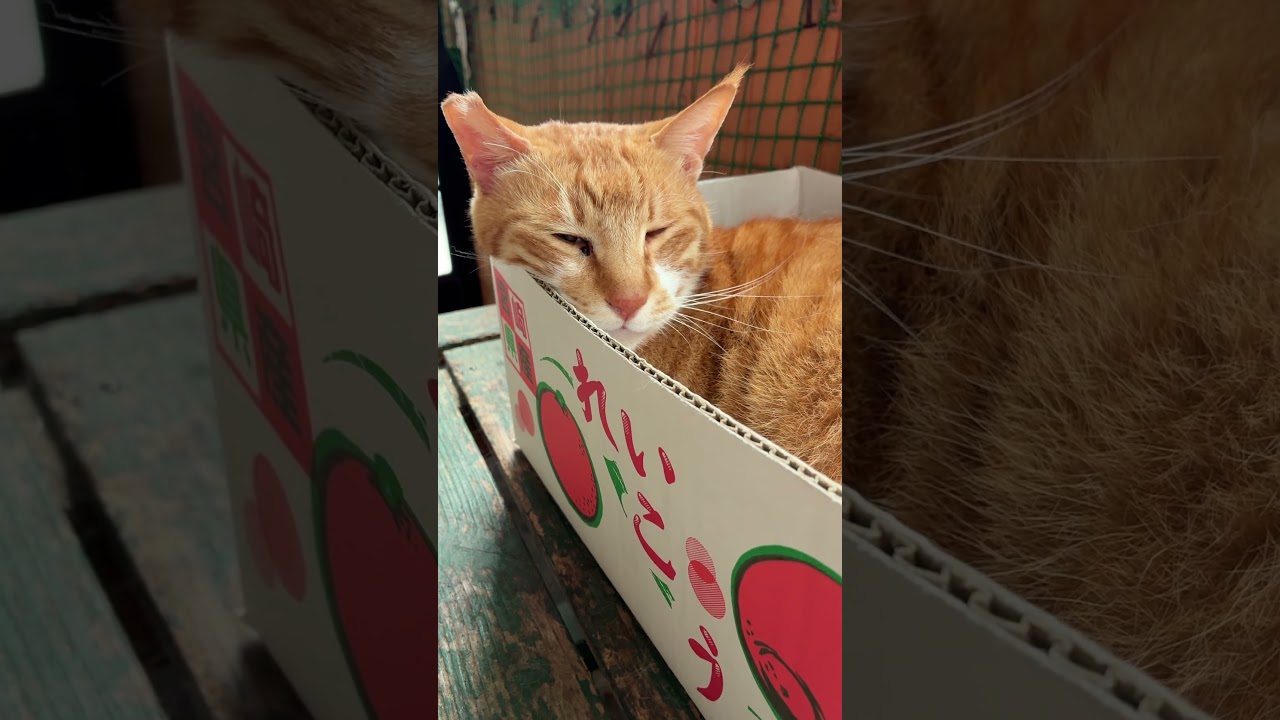 まがり君へお土産のおすそ分け #なかにわ荘 #ねこ #猫 #日常