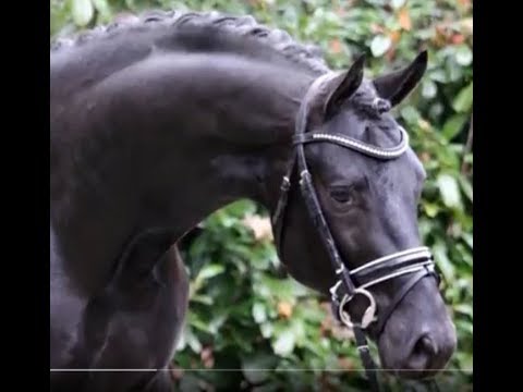 2015 black Hanoverian stallion by FINEST www.sporthorses-online.com