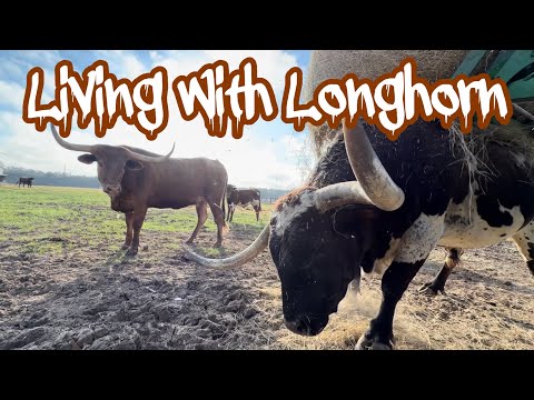 Tex Destroys Another One! 