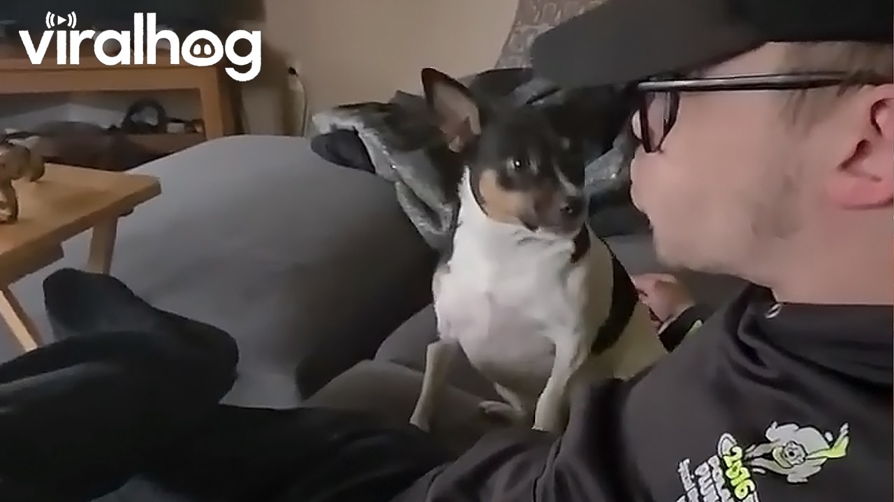 Rat Terrier Slapped Me in the Face || ViralHog