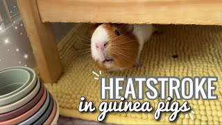 Heat Stroke In Guinea Pigs | tips to help keep them cool
