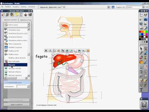 ActivInspire apparato digerente 2