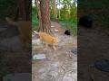 Orange Cat Barely Escapes Black Cat Attack Shorts