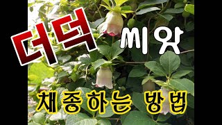 [텃밭농부.832]  더덕씨앗 채종하는 방법. #더덕재배 #10월