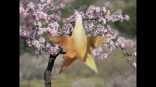 LUIS EDUARDO AUTE AHORA SI AHORA NO