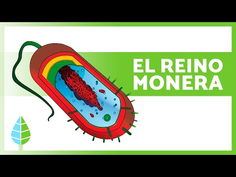 REINO MONERA 🦠 (Definición, Características y Clasificación)