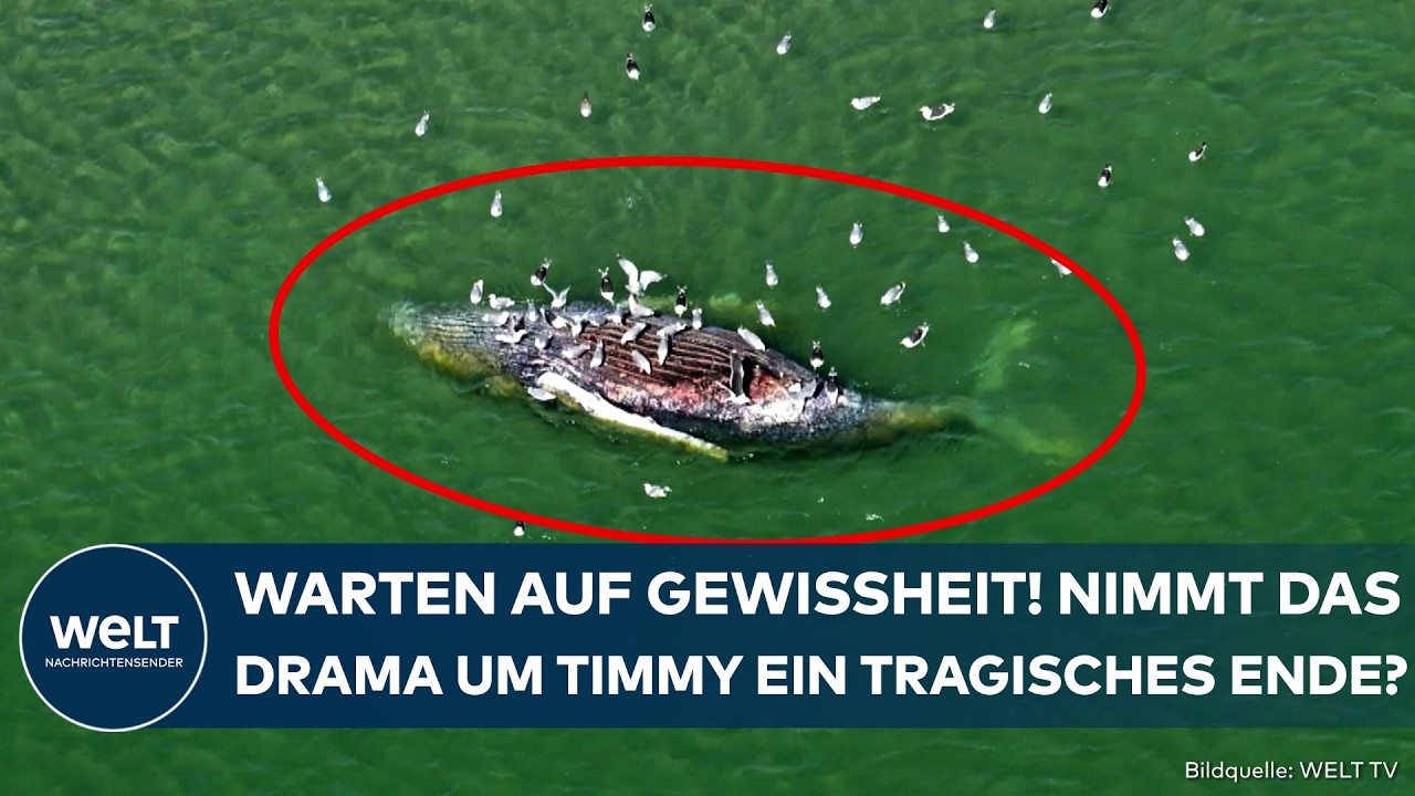 DÄNEMARK: Bangen um Buckelwal Timmy! Experten untersuchen Tierkadaver