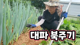 여름철 대파 굵게 크게 키우려면 이것 주고 북주면 폭풍성장