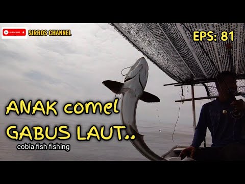 cobia fishing | pancing ikan EPS 81