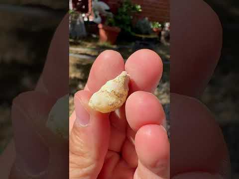 Opal Etiopian de Foc, brut, E26