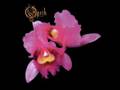 In The Frost OF Winter - Opeth -  Orchid