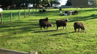 Mr Radio, Linda Ronstadt