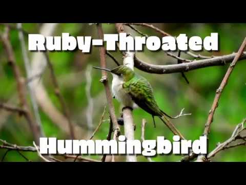Ruby-Throated Hummingbird Male And Female - Point Pelee National Park