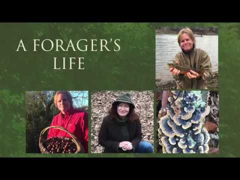 A Forager's Life - EP 2 - Lion's Mane Mushroom!