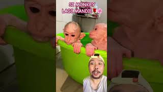 Download lagu MONKEY TAKES A BATH TO BE CLEAN!!!?? #cute #funny #monkey #family #shortsviral mp3