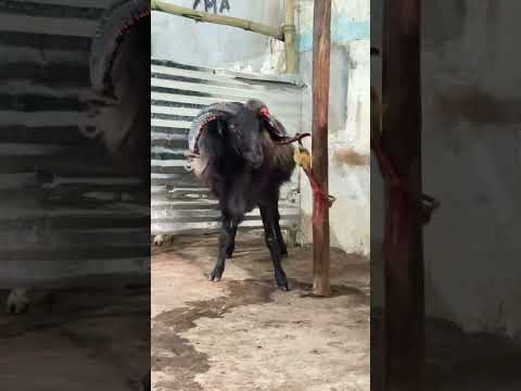 Zayn Malik🚩 #music #rap #badbio #goat #musicgenre #entertainment #animals #musicstyle #cow