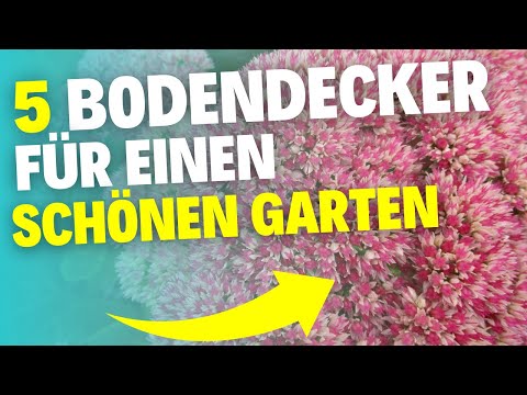 5 Bodendecker, die deinen Garten das ganze Jahr über verschönern!