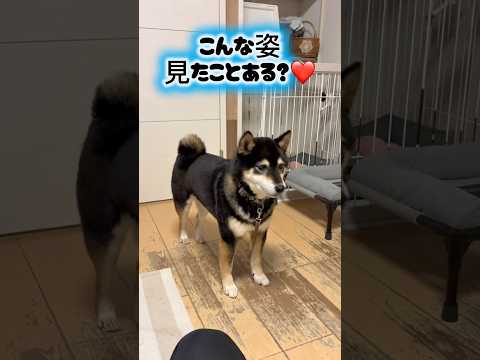 ペットのショート動画を編集します イメージ1