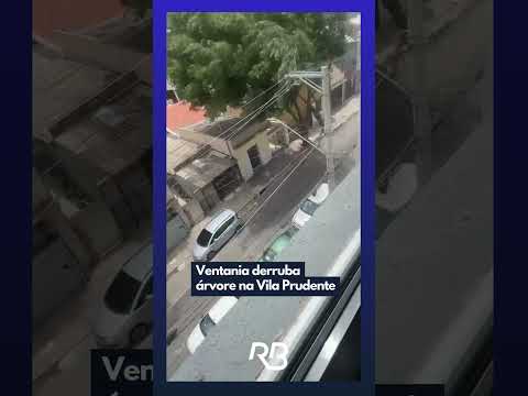 Ventania derruba árvore na Vila Prudente