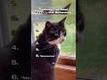 Ranking The Best Tuxedo Cat Behaviors