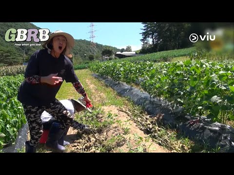 Thumbnail of the video: Farm Life of the Chaotic Besties! | Teaser: GBRB: Reap What You Sow | Viu