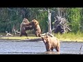 26F And 26M Have A Knock Down Drag Out Cub Fight Explore Org BF Cam 7 19 26