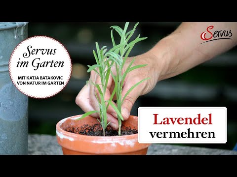 So einfach vermehrt man Lavendel