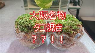 100円均一　卵型　ガラスケース　で　たこ焼き？！