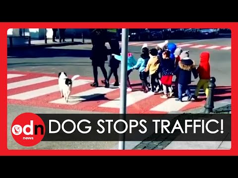 Dog Who Helps Kids to Cross the Road Becomes Star in Georgia