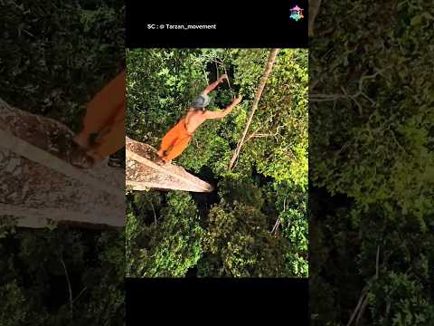 Pria Ini Ajarkan Gerakan Tarzan 😱 #faktaunik #pohon #hutan #panjatpohon #olahraga